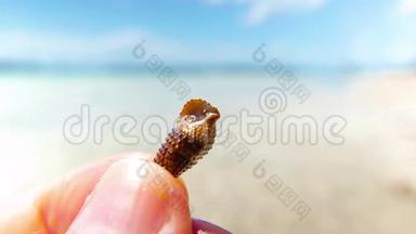小螃蟹躲在贝壳里.